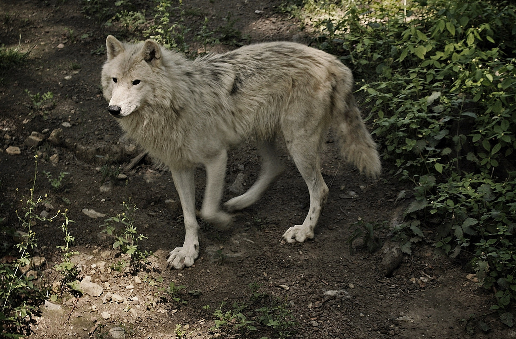 the boss - der Hudson Bay Wolf