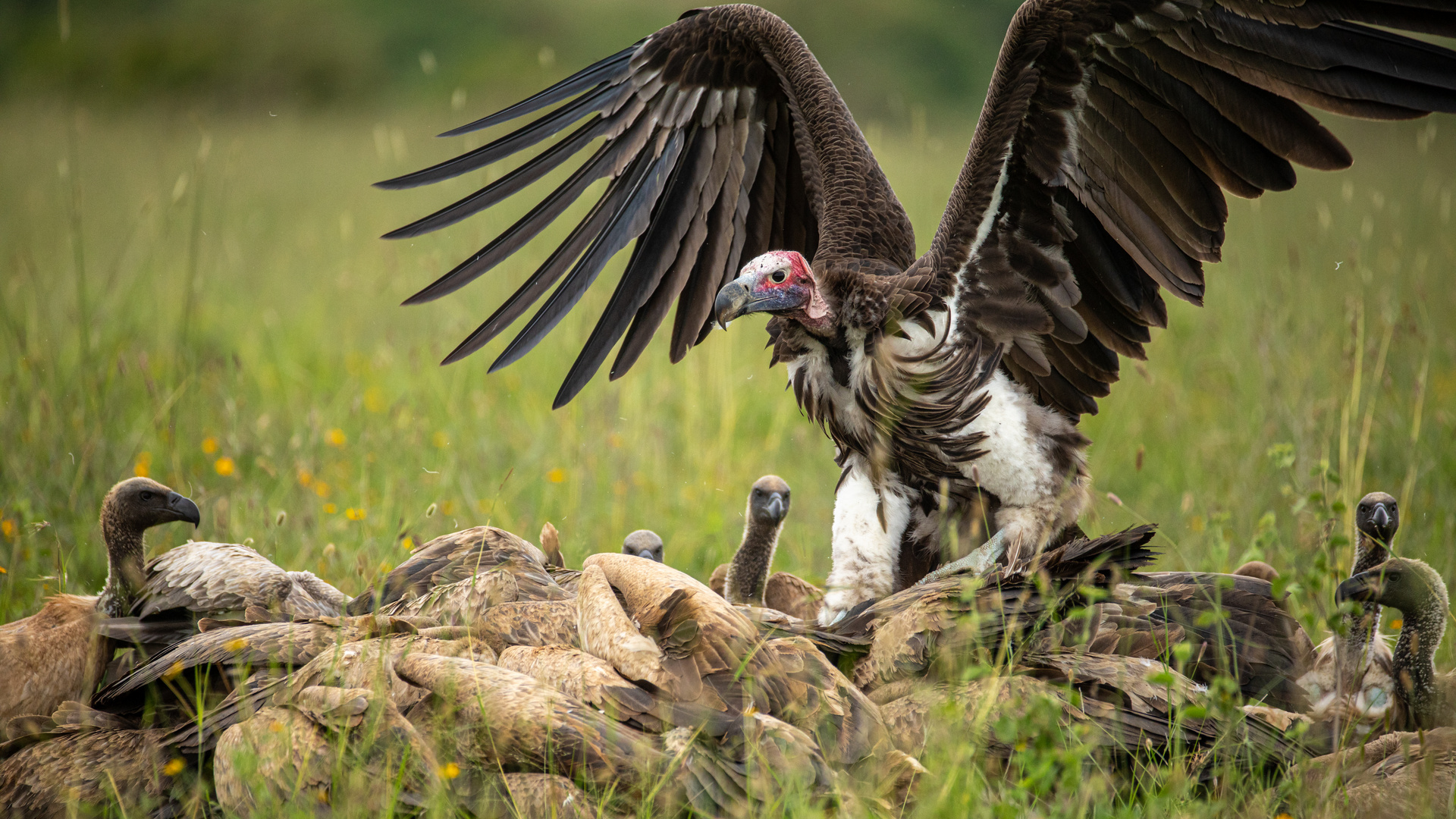  the 'boss' vulture