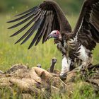  the 'boss' vulture