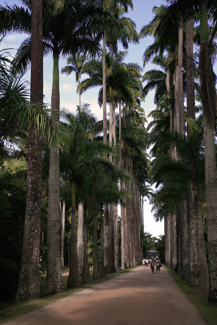 The Botanical Garden, Rio de Janeiro