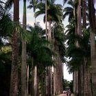 The Botanical Garden, Rio de Janeiro