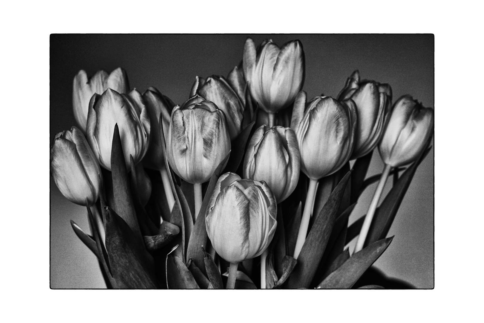 the bouquet of tulips_03