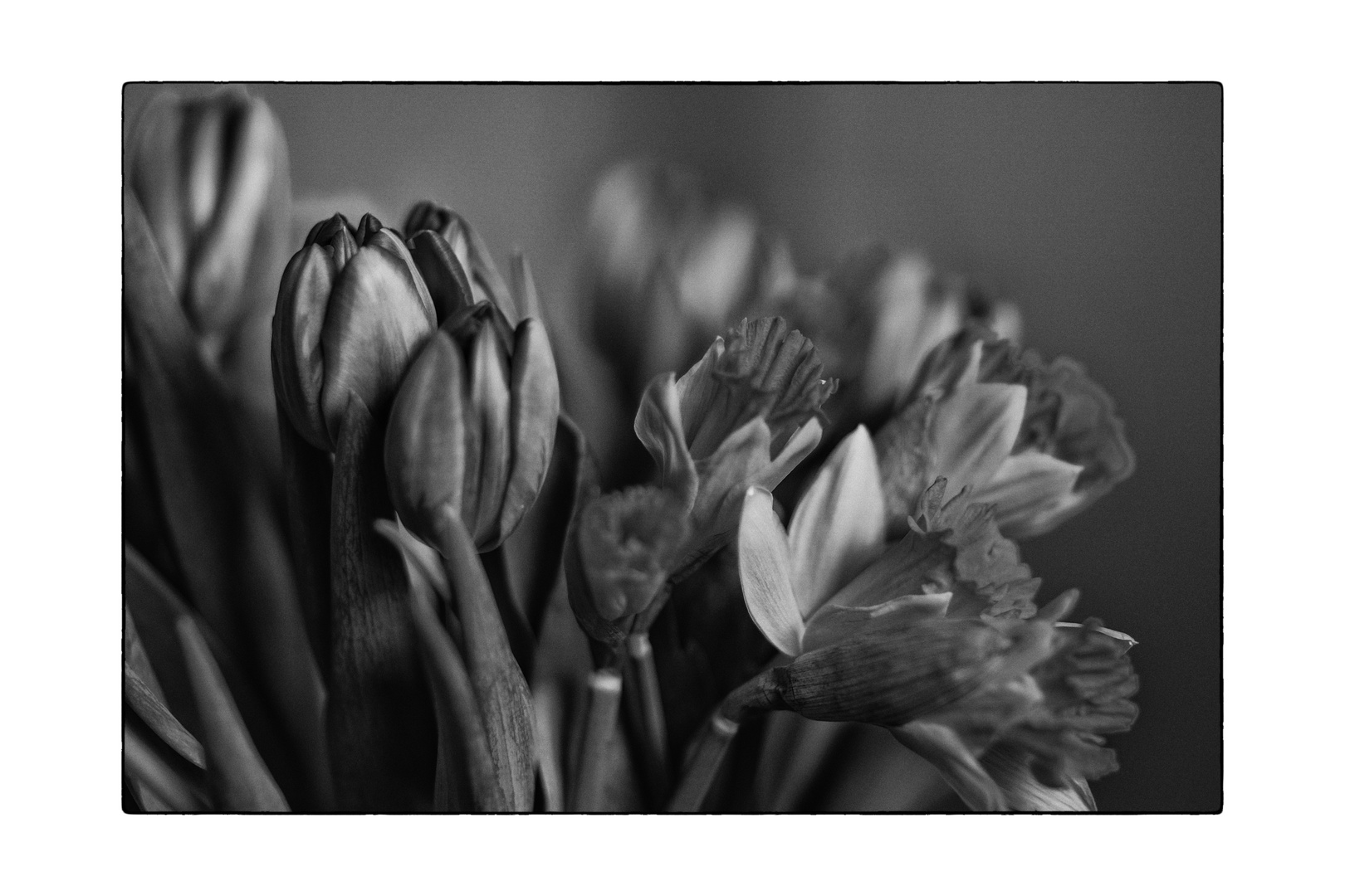 the bouquet of tulips_04