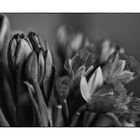 the bouquet of tulips_04