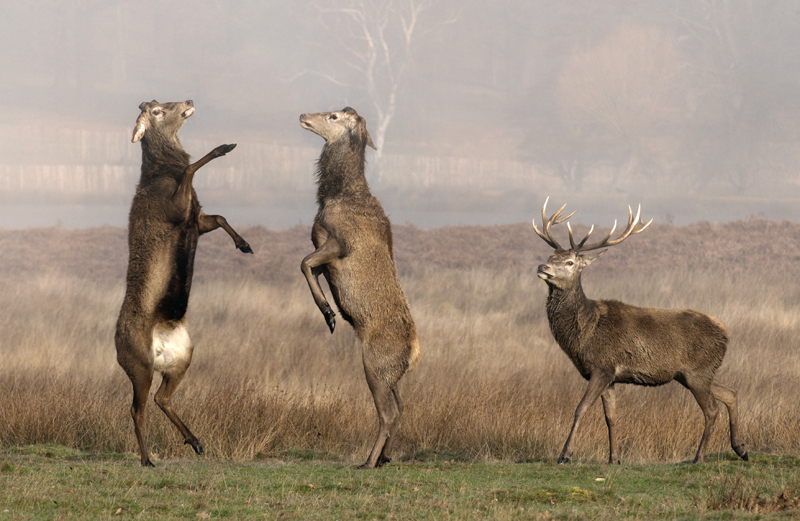 The boxing deer