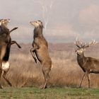 The boxing deer