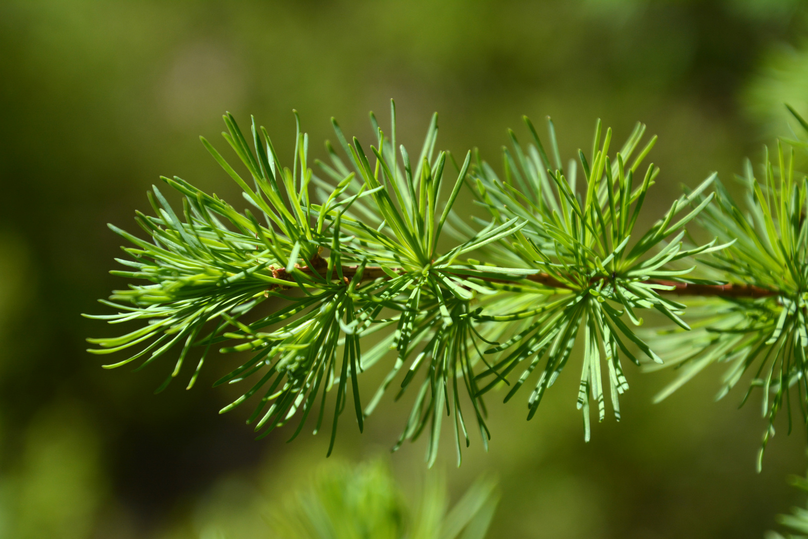 The brach of Larch