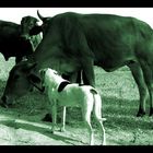 The Brazilian Cow Whisperer