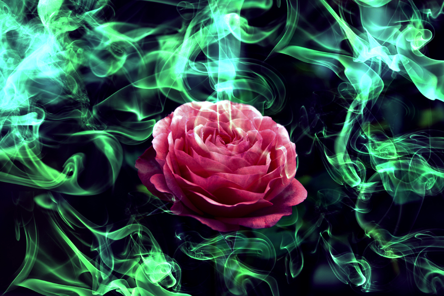 The Breath of the Magic Rose