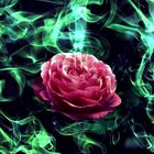 The Breath of the Magic Rose