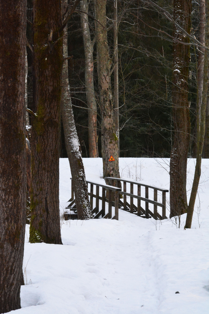 The bridge on forest over the brook