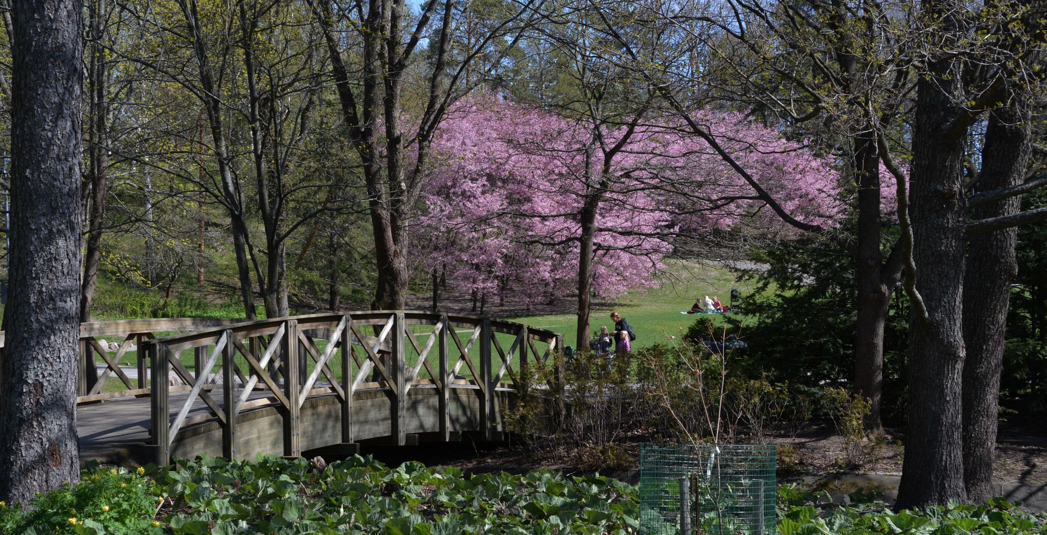 The bridge on the park