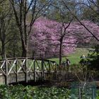 The bridge on the park