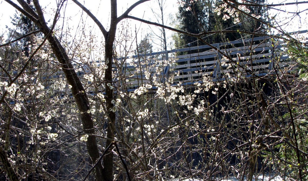 The brigde in spring