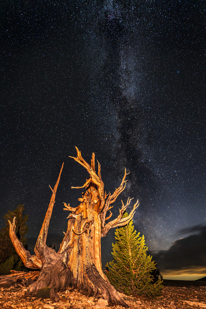 The Bristle Cone