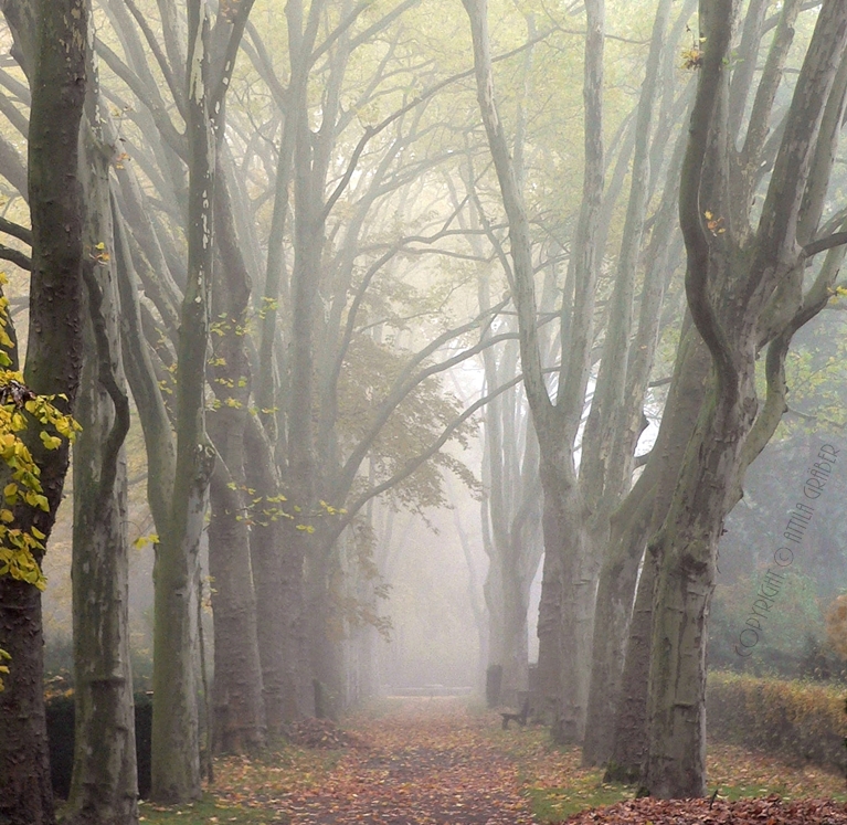 the brumous veil of autumn