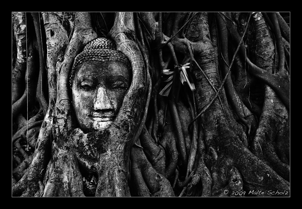 The Buddha and his Roots