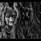 The Buddha and his Roots
