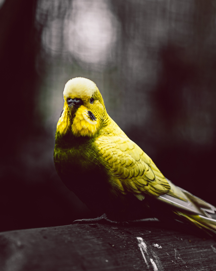 The Budgie