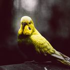 The Budgie