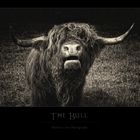 The Bull