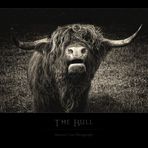 The Bull