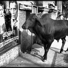 The bull: "Surely this film es ist mein fall, immediately I make my way zur Movie Hall.............