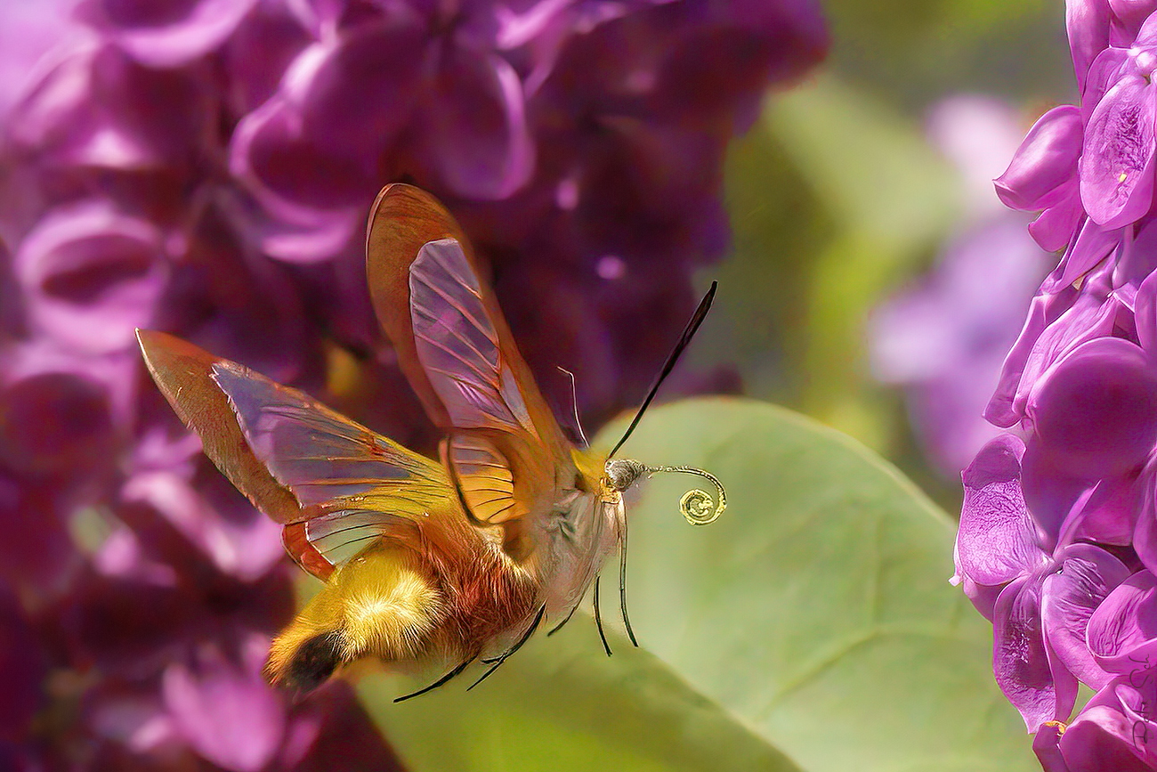 The Bumblebee hawk moth