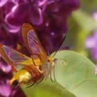 The Bumblebee hawk moth