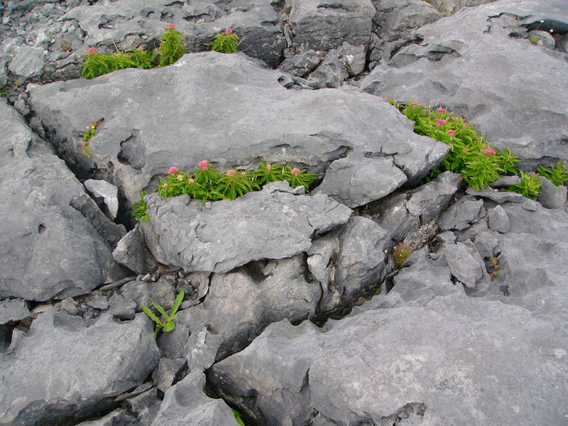 The Burren #1