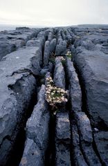 The Burren