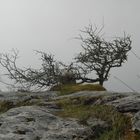 The Burren