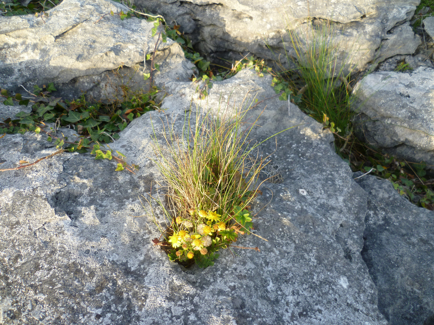 the Burren