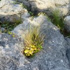 the Burren