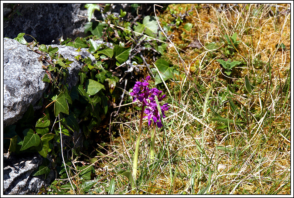 The Burren II....