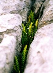 [ the Burren III ]