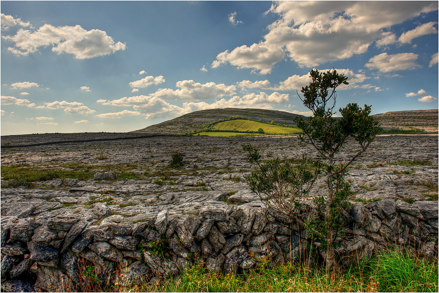 The Burren Tree