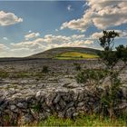 The Burren Tree