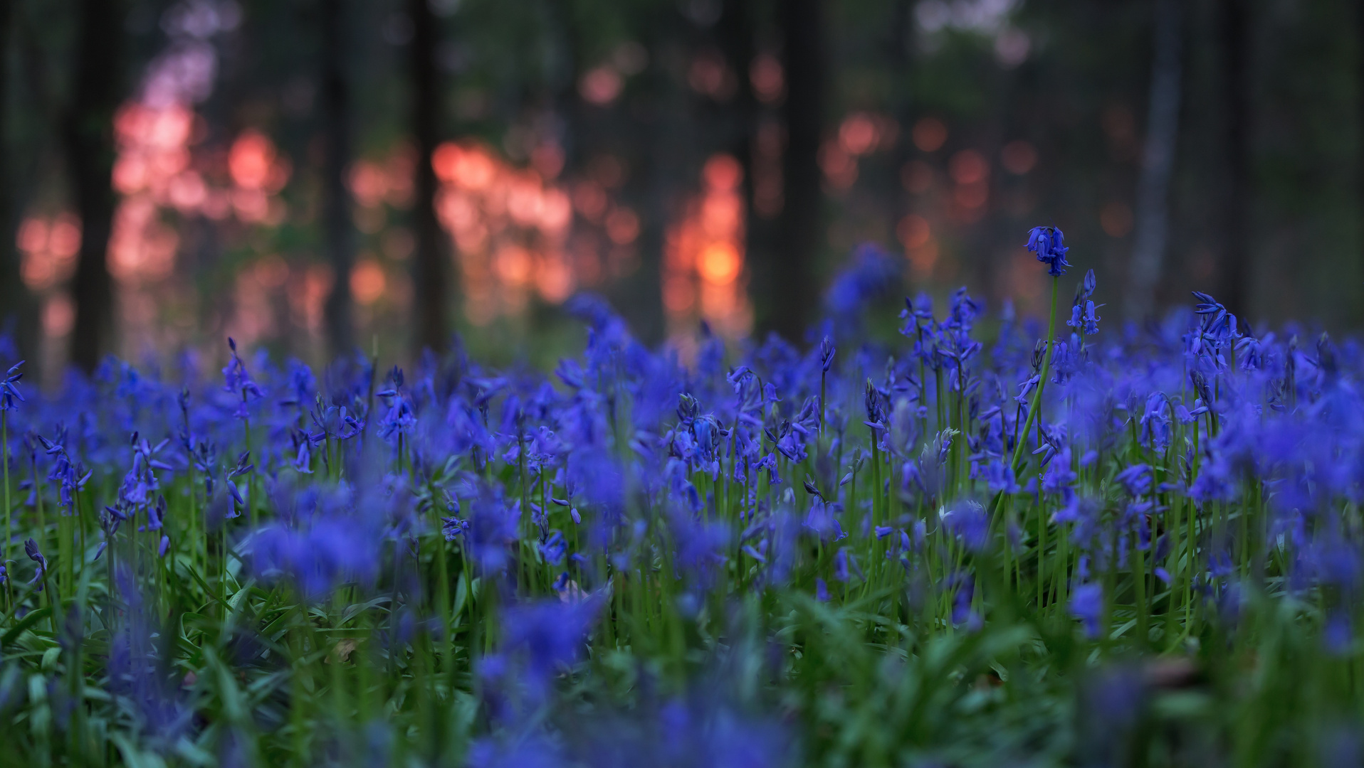 the bushfire blues