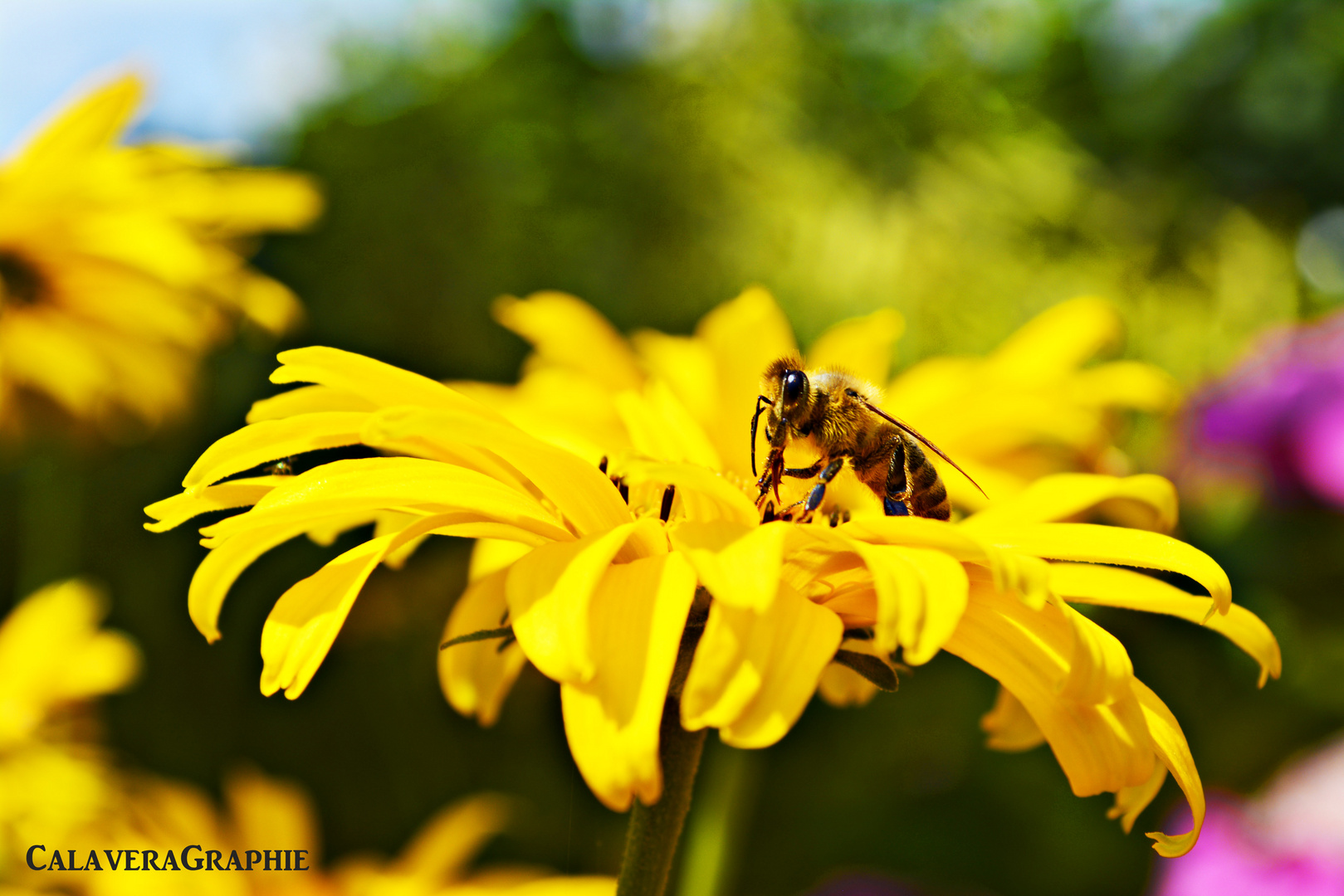 The Busy Bee