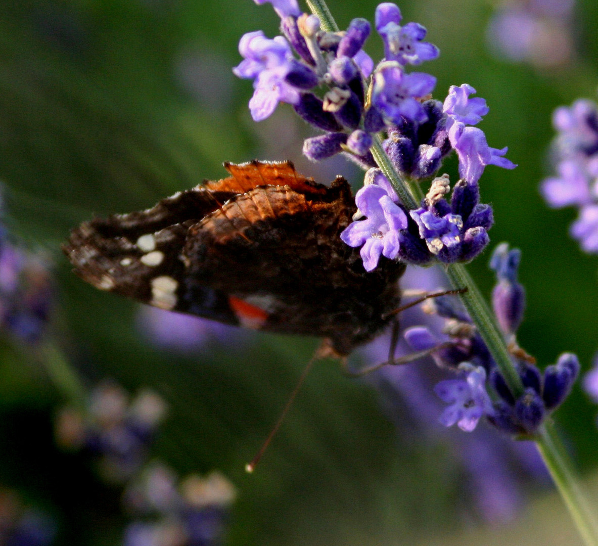 the butterflie