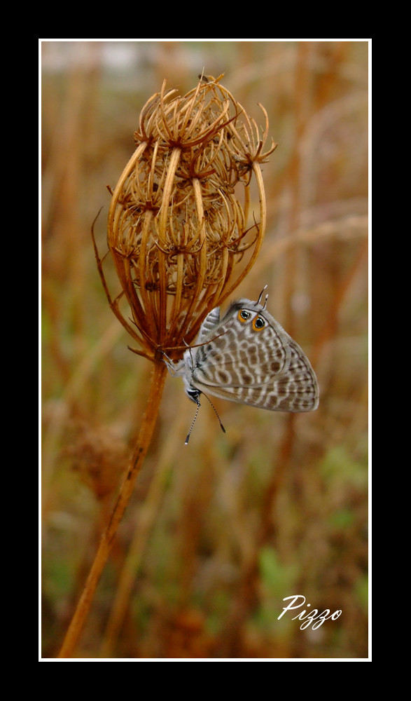 the butterfly.........