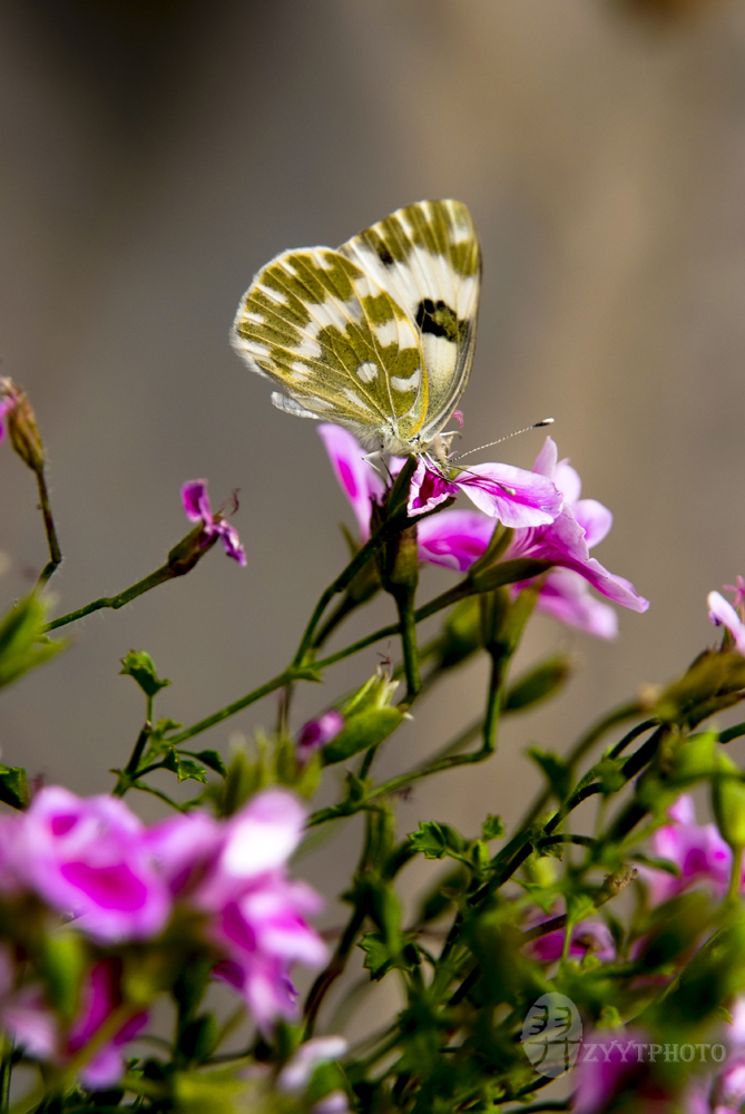 The butterfly and flowers