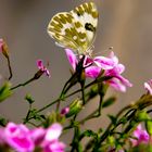 The butterfly and flowers