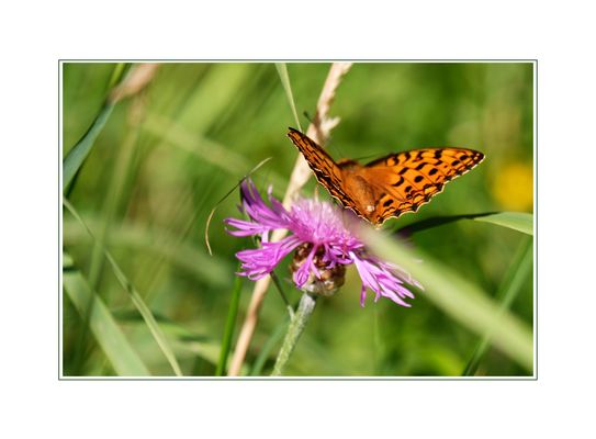 The butterfly and the flower.
