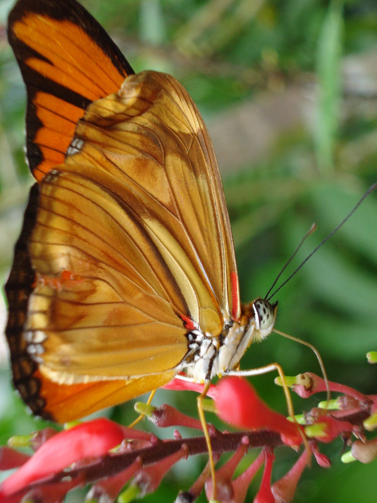 the butterfly eating