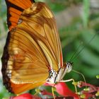 the butterfly eating