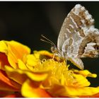 The Butterfly Geranium. Cacireus marshalli