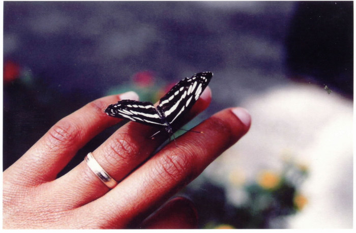 The Butterfly & I