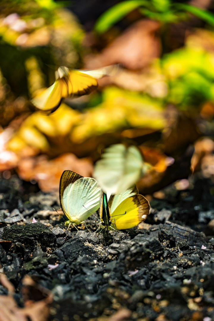 The Butterfly's Journey